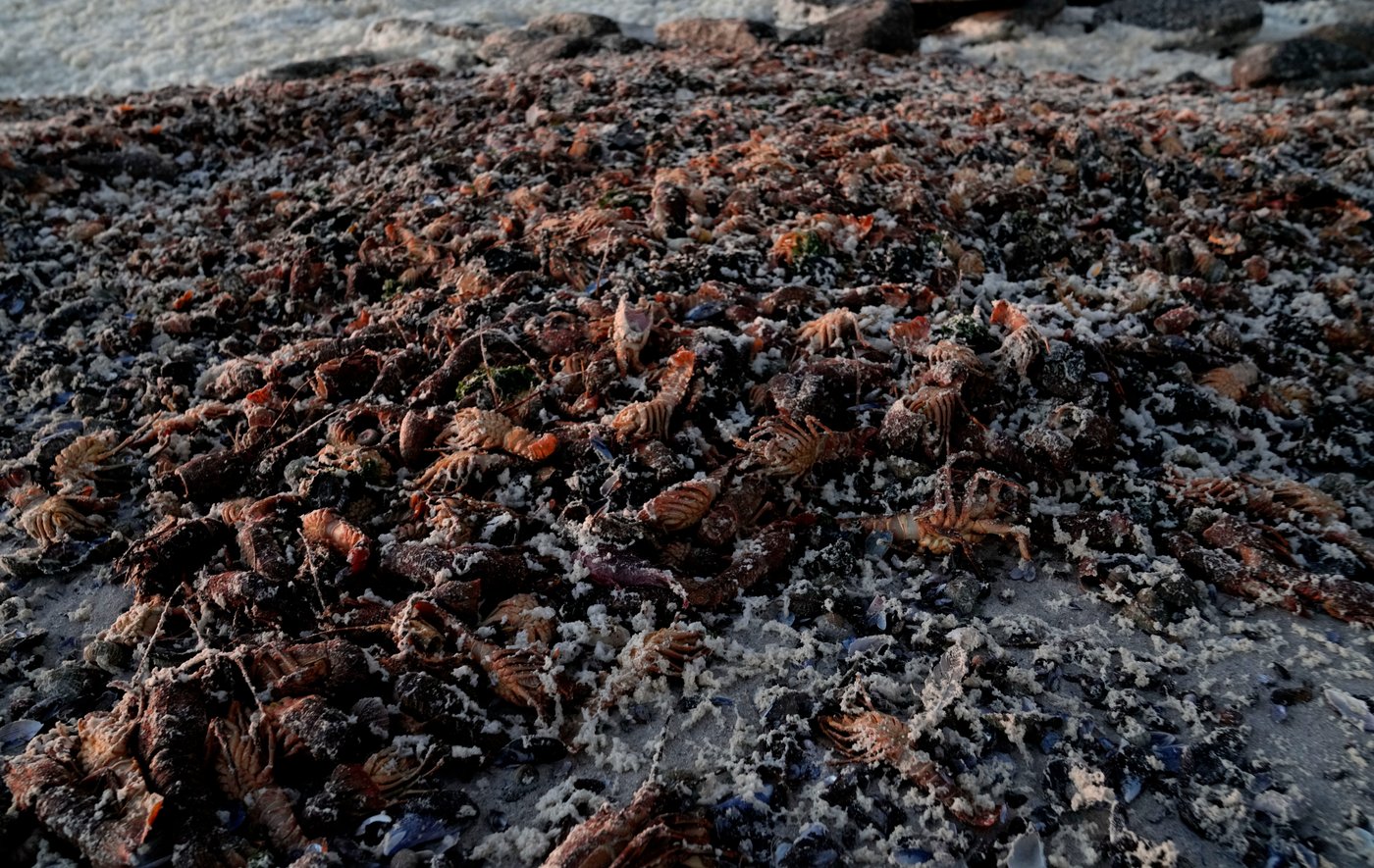 A red tide in South Africa is causing the mass deaths of crayfish | iNFOnews.ca
