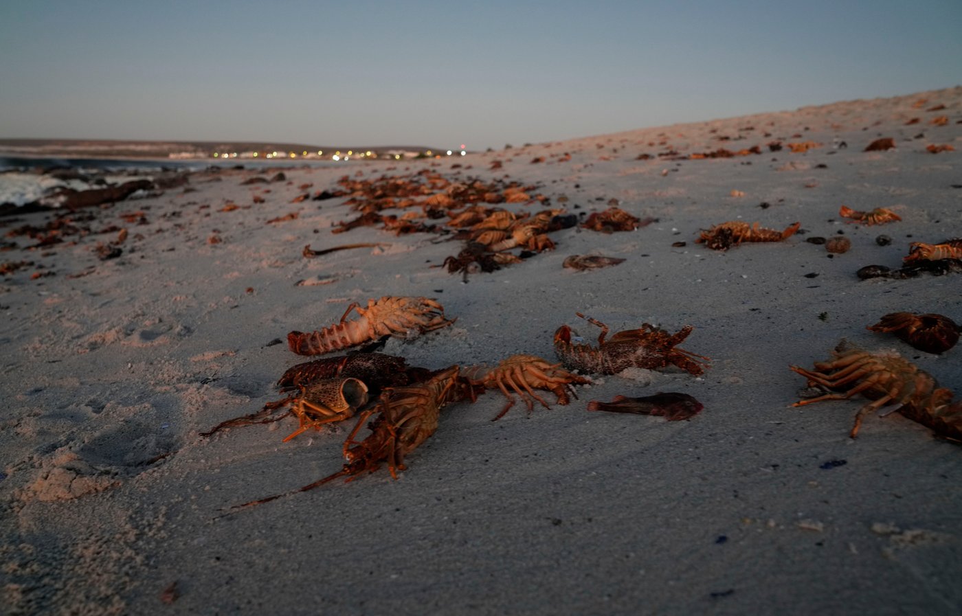 A red tide in South Africa is causing the mass deaths of crayfish | iNFOnews.ca