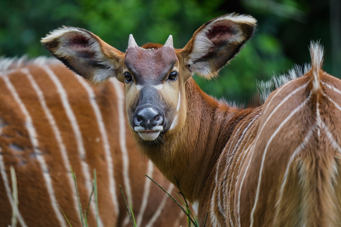 'Ghost of the forest' returns to Kenya as conservationists reintroduce rare antelope into the wild | iNFOnews.ca