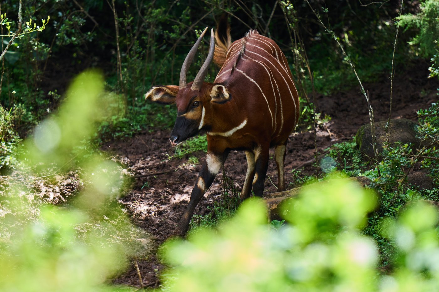 'Ghost of the forest' returns to Kenya as conservationists reintroduce rare antelope into the wild | iNFOnews.ca