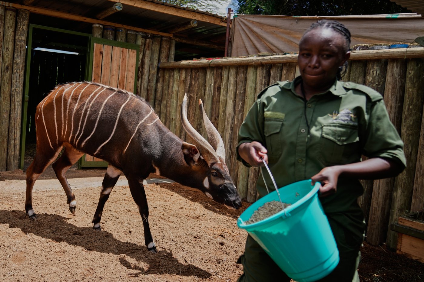 'Ghost of the forest' returns to Kenya as conservationists reintroduce rare antelope into the wild | iNFOnews.ca