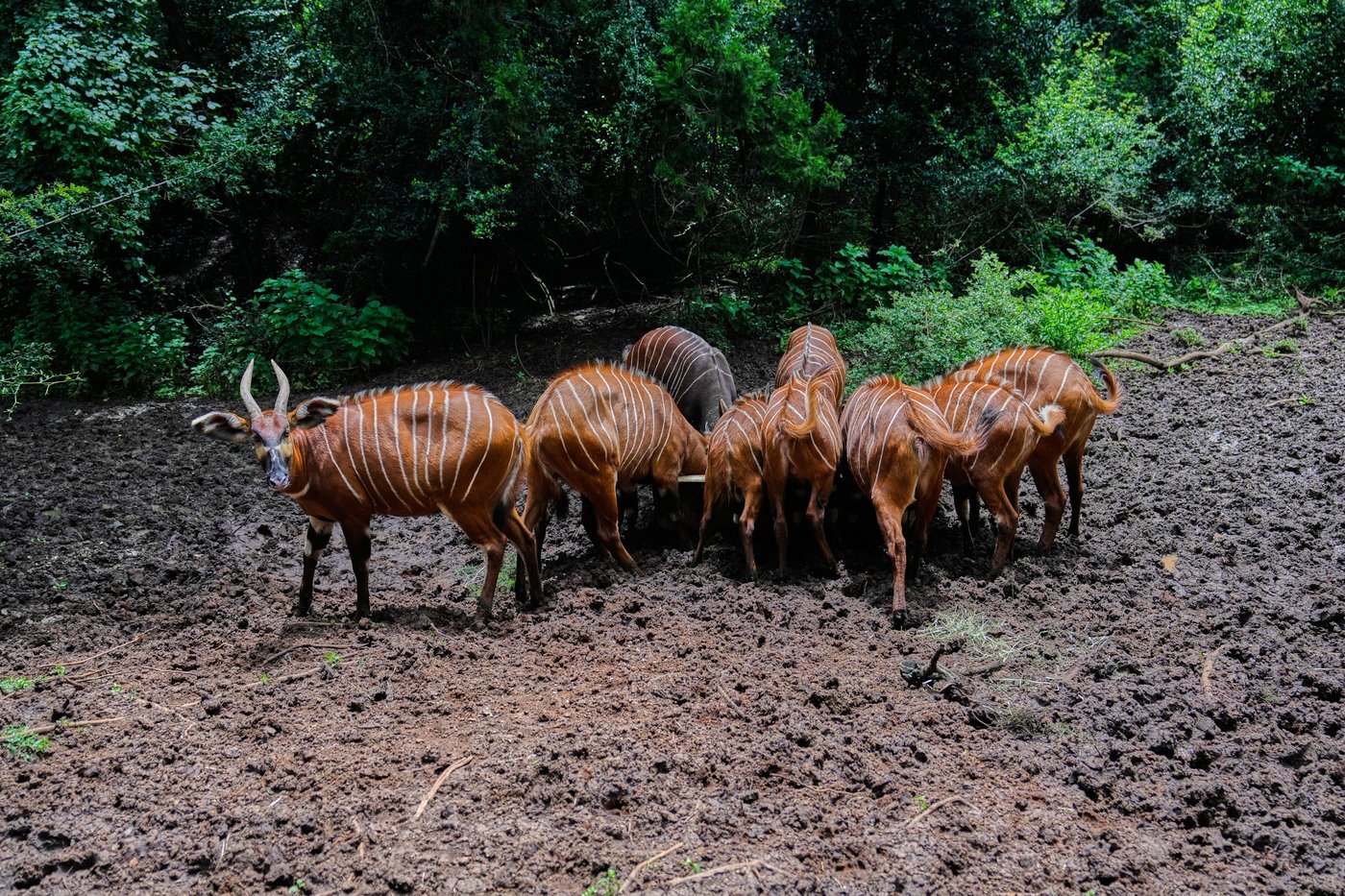'Ghost of the forest' returns to Kenya as conservationists reintroduce rare antelope into the wild | iNFOnews.ca