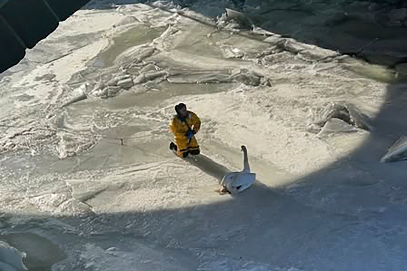 Firefighters rescue swan stuck in frozen Connecticut river | iNFOnews.ca