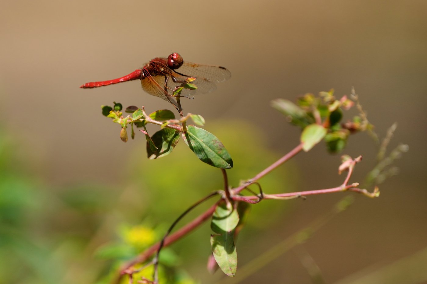 Unusual dragonfly swarms sweep across California after warm spring rains | iNFOnews.ca