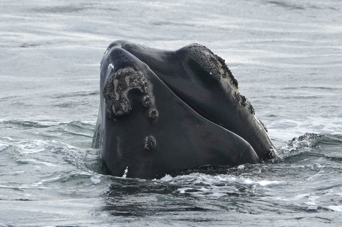 Internal DFO memo warns Trump-backed bill threatens right whale survival | iNFOnews.ca