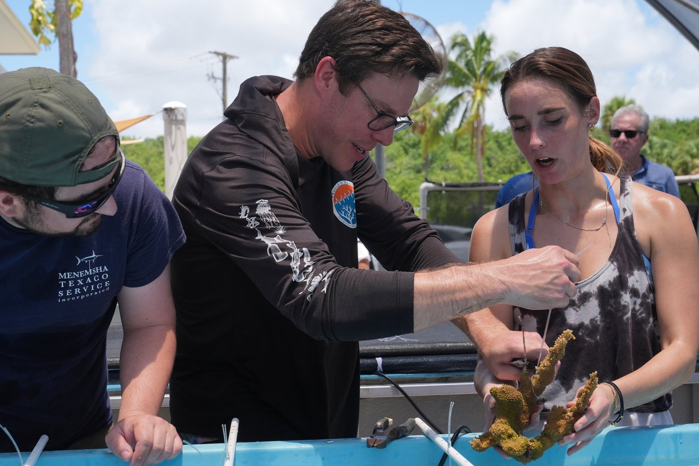 Florida researchers bring endangered elkhorn coral ashore to protect them | iNFOnews.ca