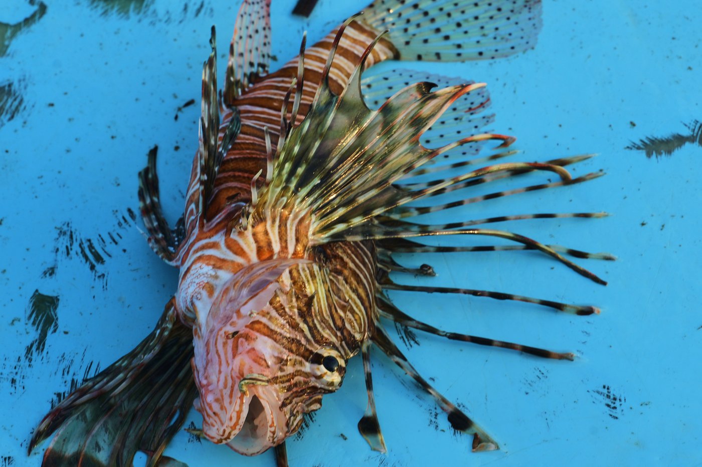 The Mediterranean's warming waters are drawing hundreds of invasive species | iNFOnews.ca