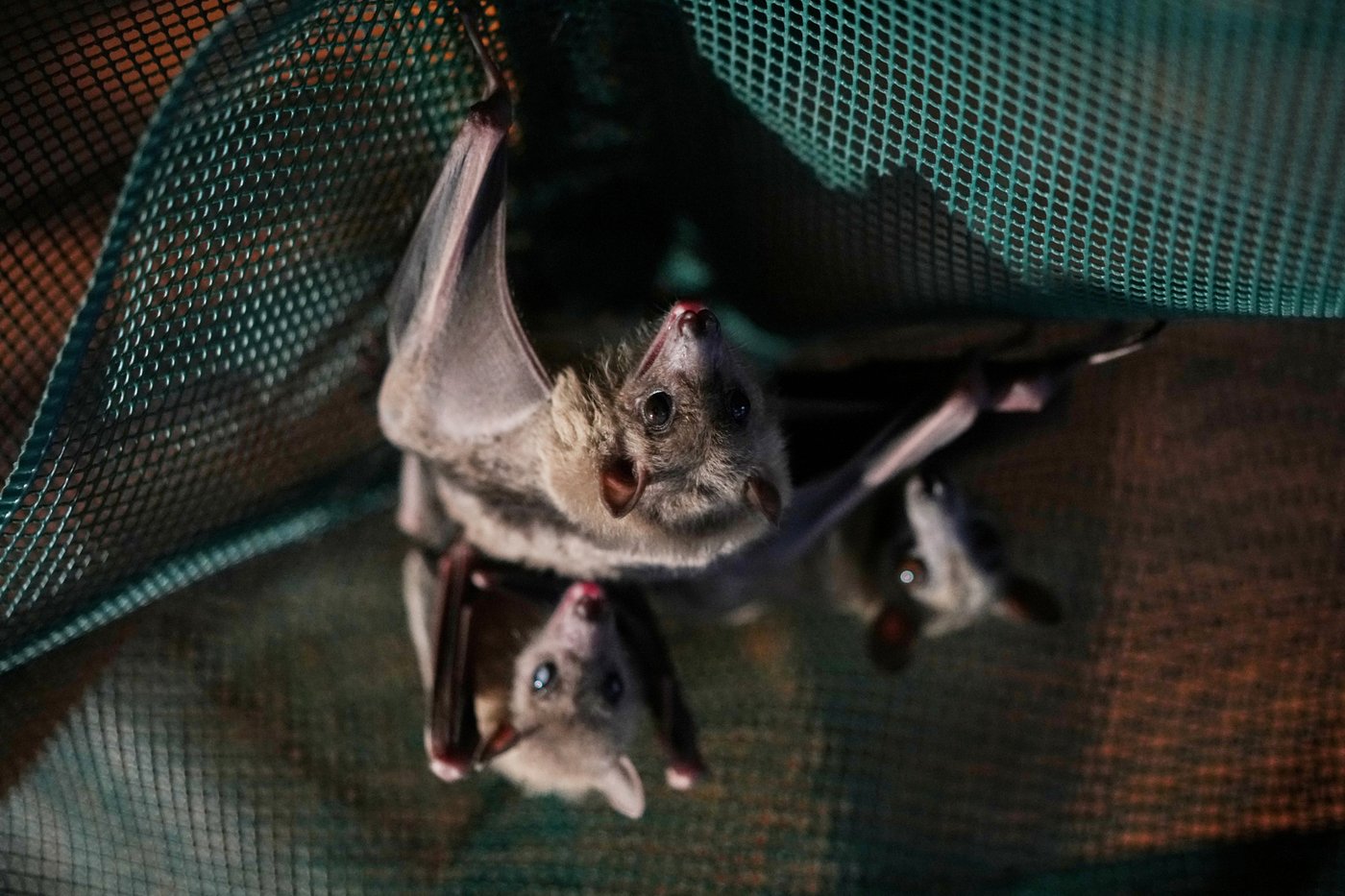 Volunteers work to protect displaced bats at an Italian Bat Conservation, in photos | iNFOnews.ca