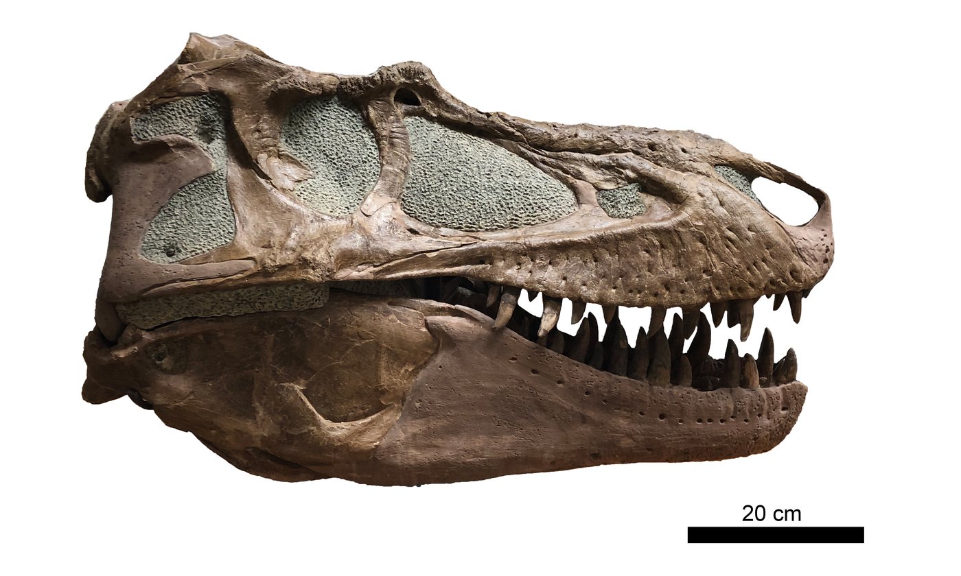 Remains of dinosaur skull found in B.C. campground belonged to T. rex 'great-uncle' | iNFOnews.ca Remains of dinosaur skull found in B.C. campground belonged to T. rex 'great-uncle' | iNFOnews.ca
