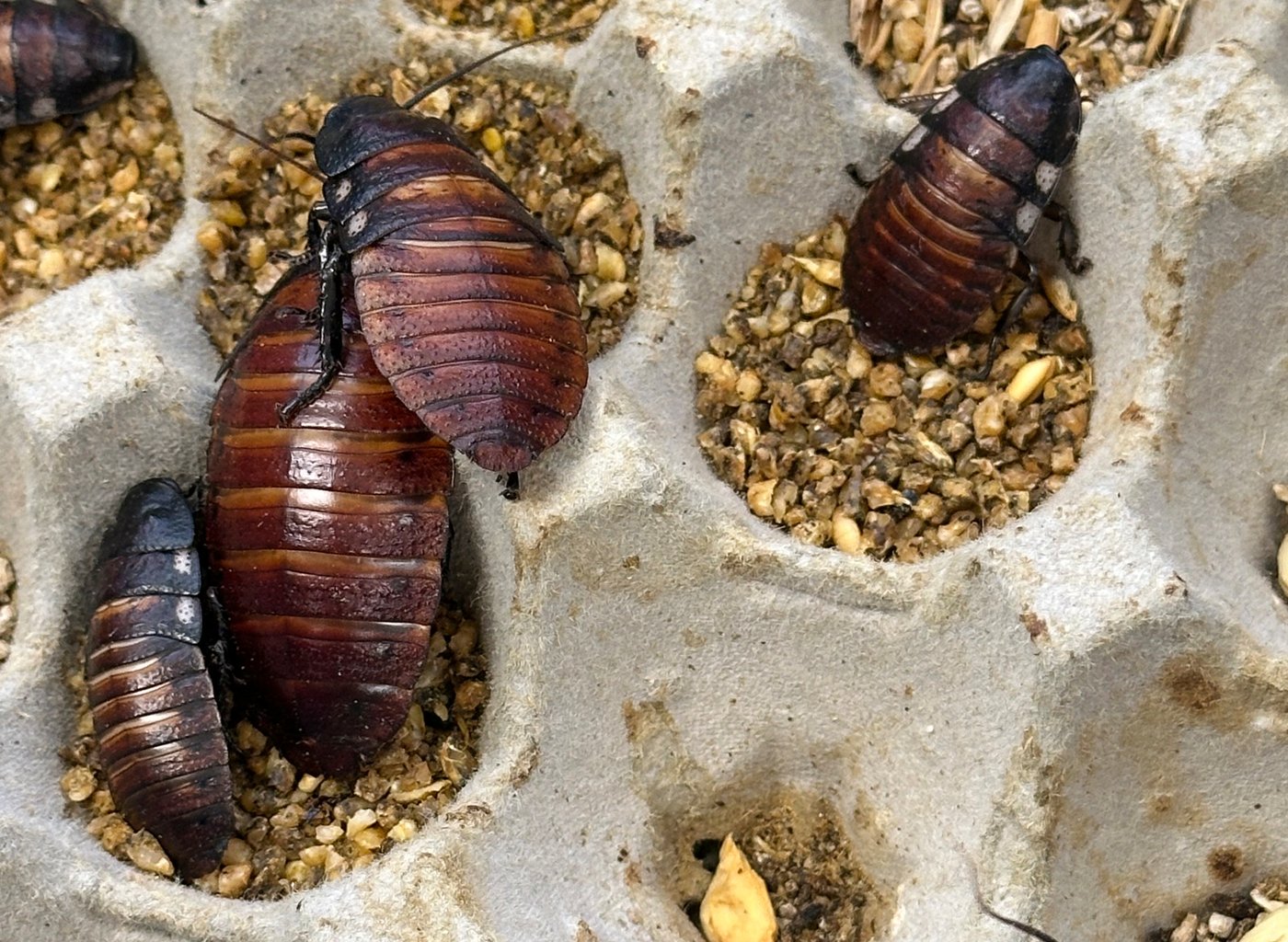 Australian cockroach kingpin caught with 100,000 illegal insects in record bug bust | iNFOnews.ca