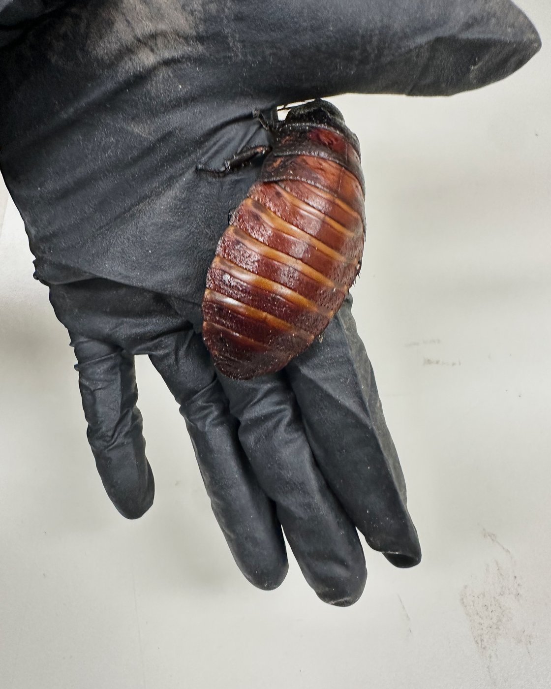 Australian cockroach kingpin caught with 100,000 illegal insects in record bug bust | iNFOnews.ca