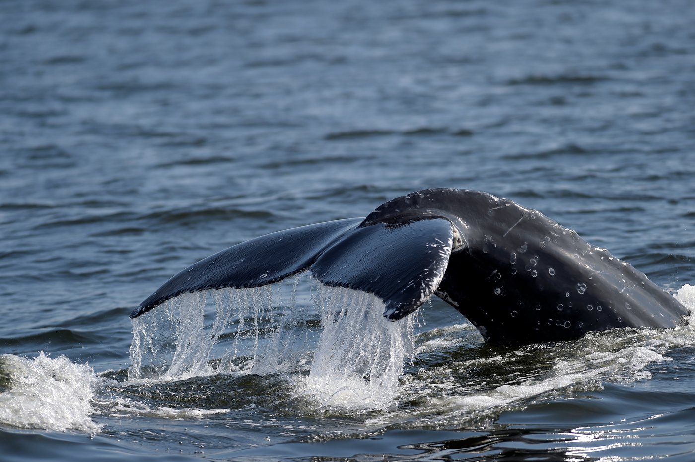 Whale 'supergroups' show numbers are rebounding from hunting. But Iran war holds dangers for them | iNFOnews.ca Whale 'supergroups' show numbers are rebounding from hunting. But Iran war holds dangers for them | iNFOnews.ca