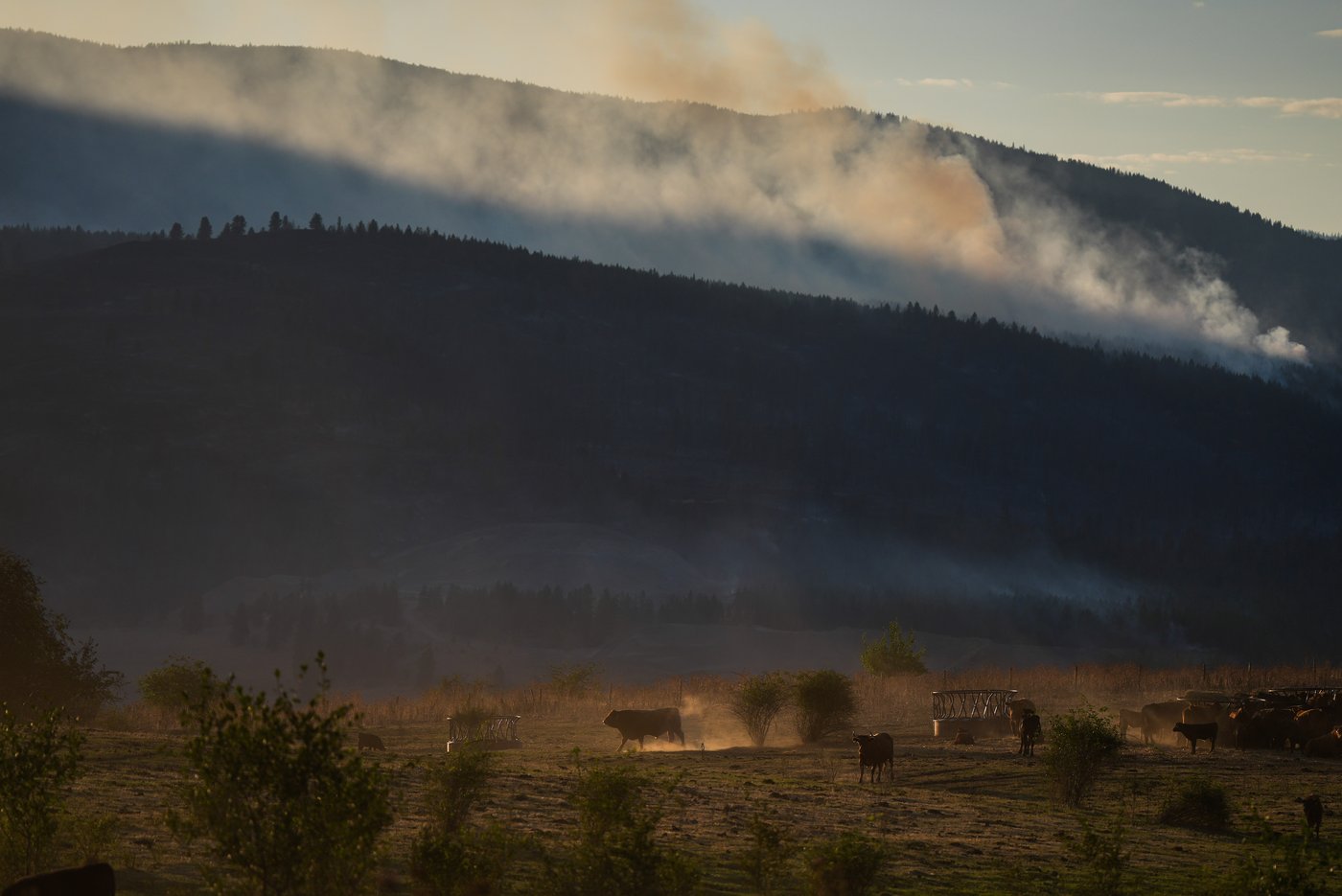 From goats to porcupines, these animal evacuees escaped B.C. wildfire | iNFOnews.ca From goats to porcupines, these animal evacuees escaped B.C. wildfire | iNFOnews.ca