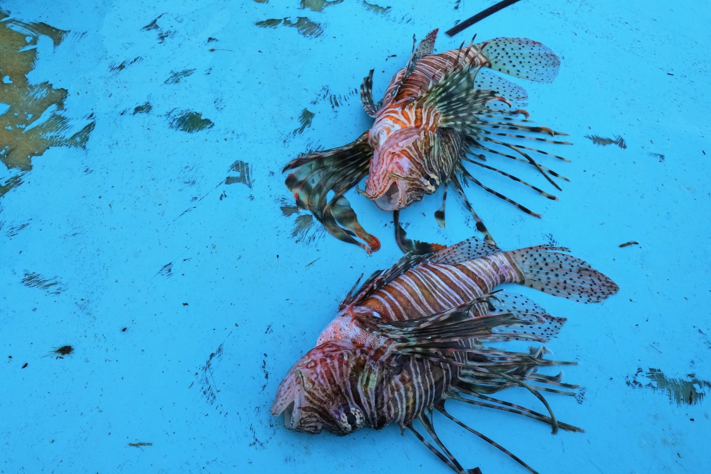 The Mediterranean's warming waters are drawing hundreds of invasive species | iNFOnews.ca