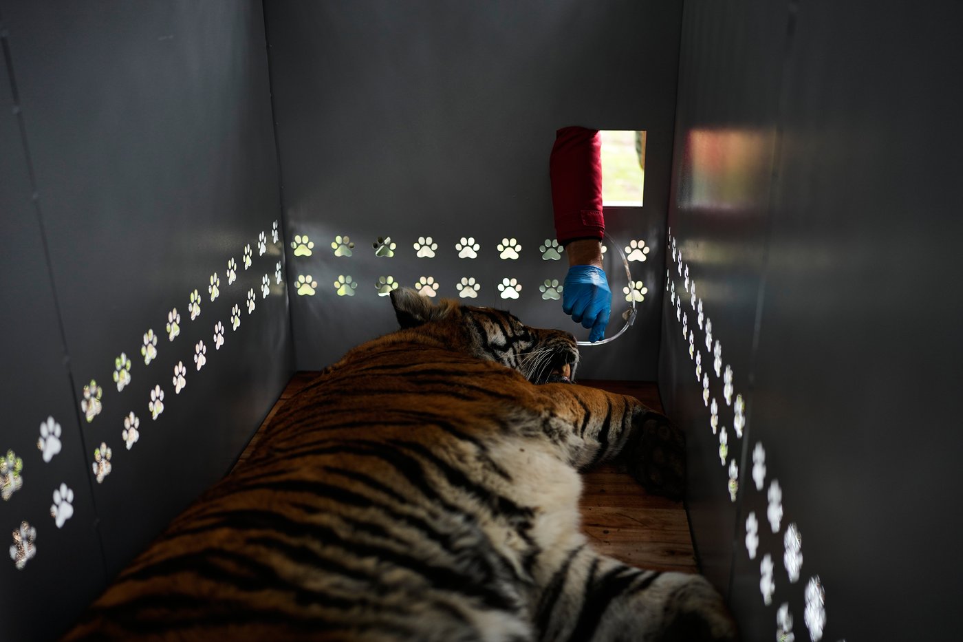 Lions and tigers begin a long-awaited rescue from a notorious Argentine zoo | iNFOnews.ca
