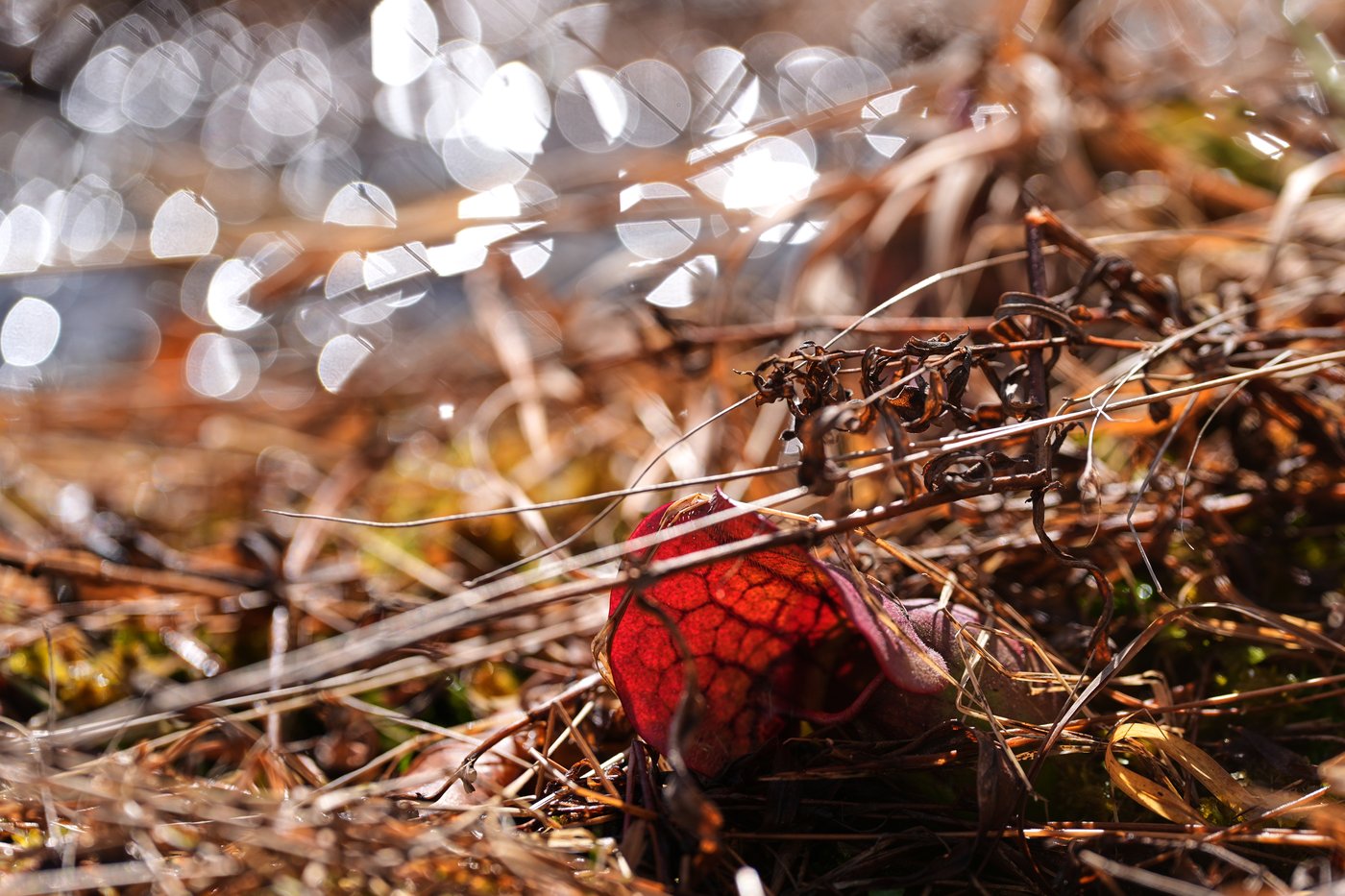 How a retired cranberry bog helped change the game for wetland restoration | iNFOnews.ca