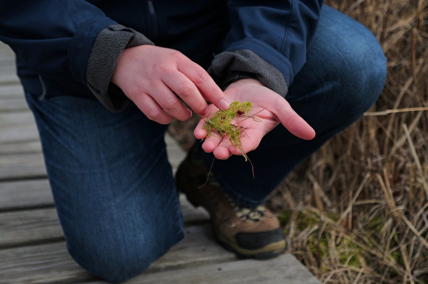 How a retired cranberry bog helped change the game for wetland restoration | iNFOnews.ca