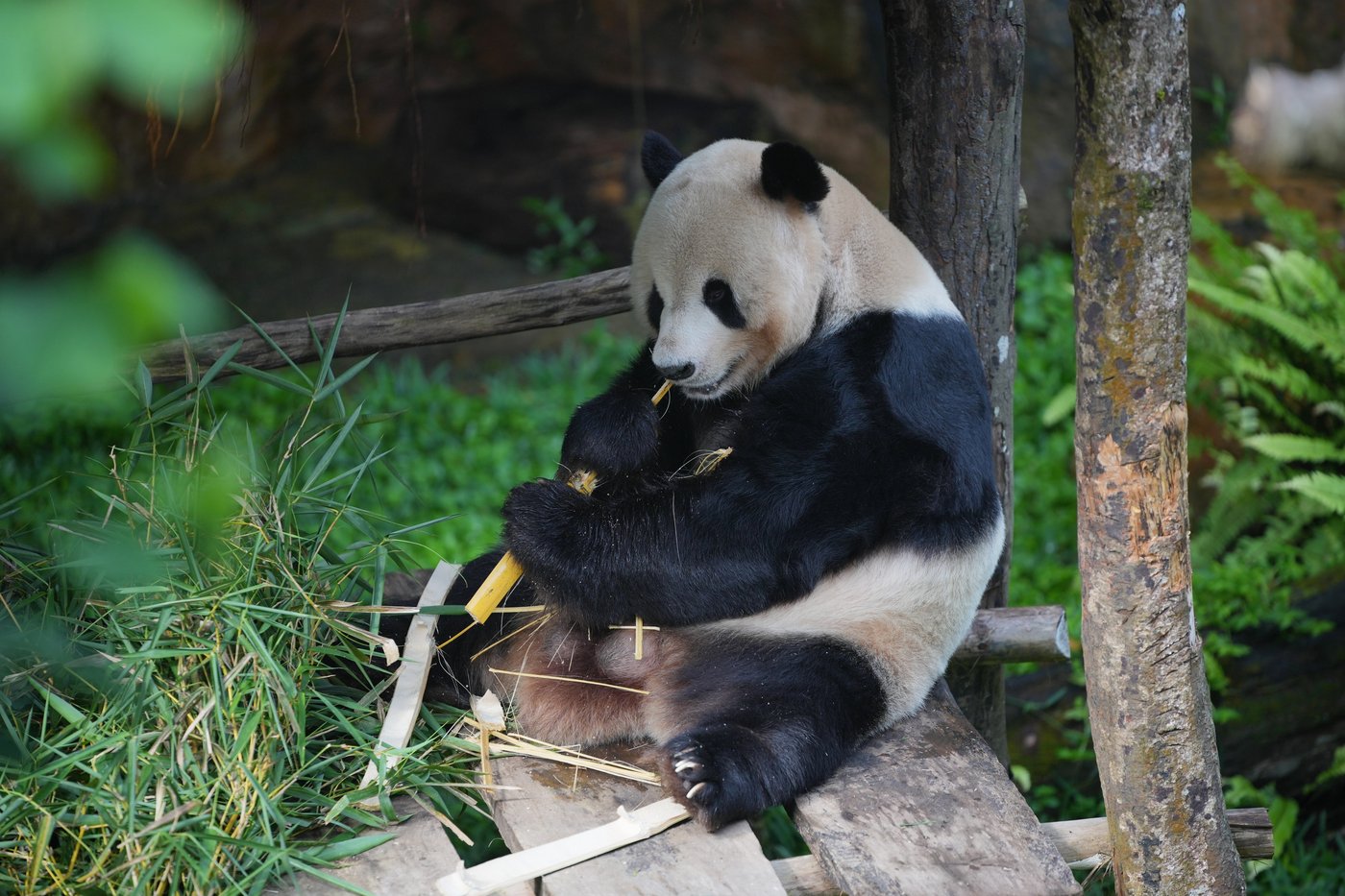 Indonesia's first giant panda cub, Rio, is growing and healthy before his public debut | iNFOnews.ca