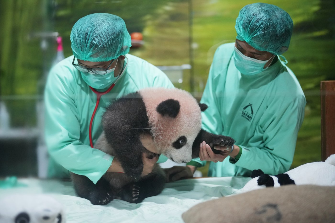 Indonesia's first giant panda cub, Rio, is growing and healthy before his public debut | iNFOnews.ca