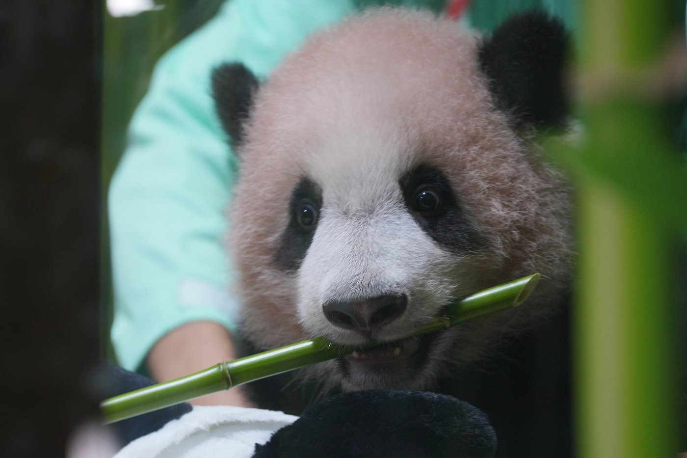 Indonesia's first giant panda cub, Rio, is growing and healthy before his public debut | iNFOnews.ca