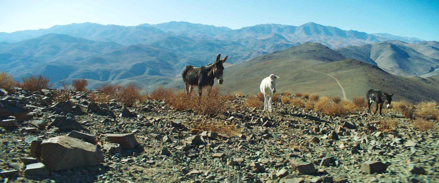 Ass backwards: How a Canadian donkey documentary is defying Oscars conventions | iNFOnews.ca