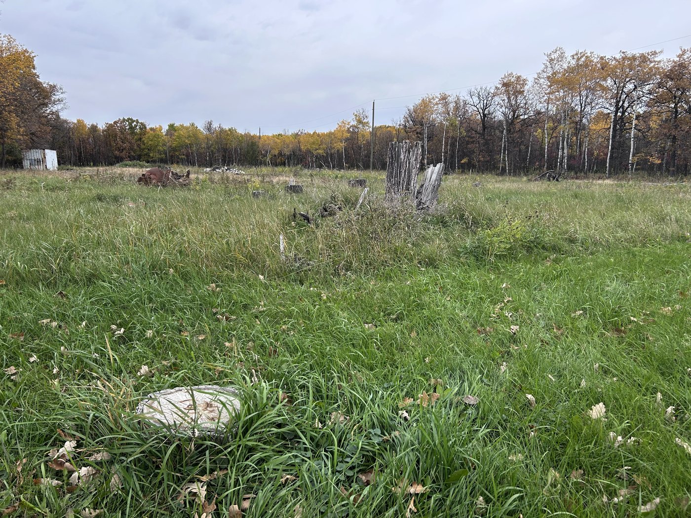 Advocates planting the seed of a tree protection law in Winnipeg's election