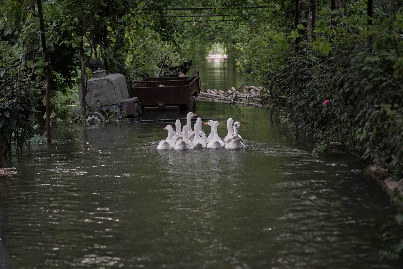Photos of rare Euphrates River floods in Syria | iNFOnews.ca
