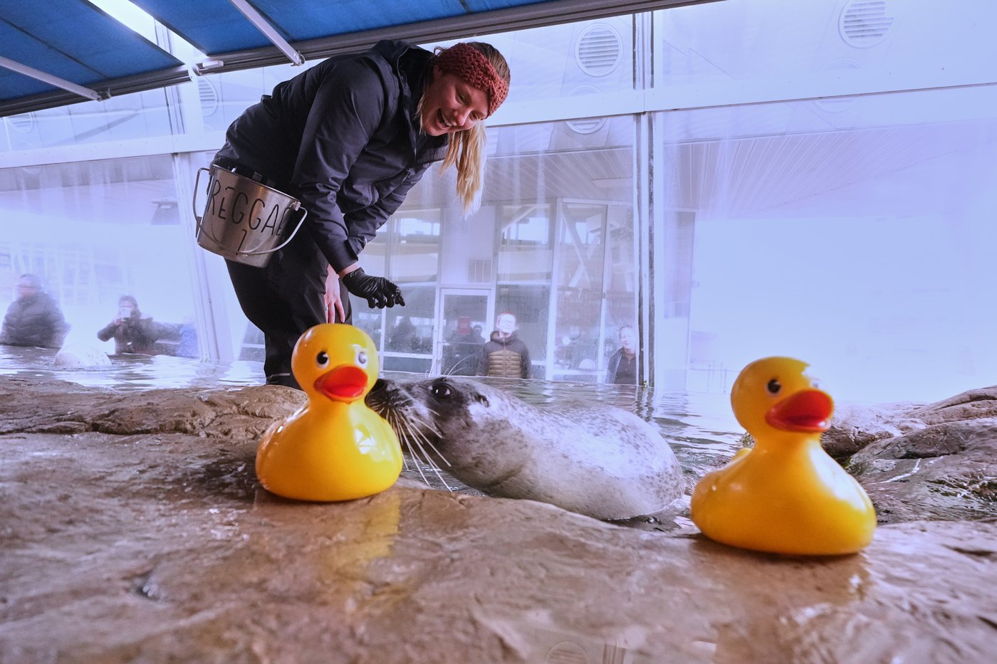 Reggae the seal uses rubber ducks for daily enrichment training at Boston aquarium | iNFOnews.ca