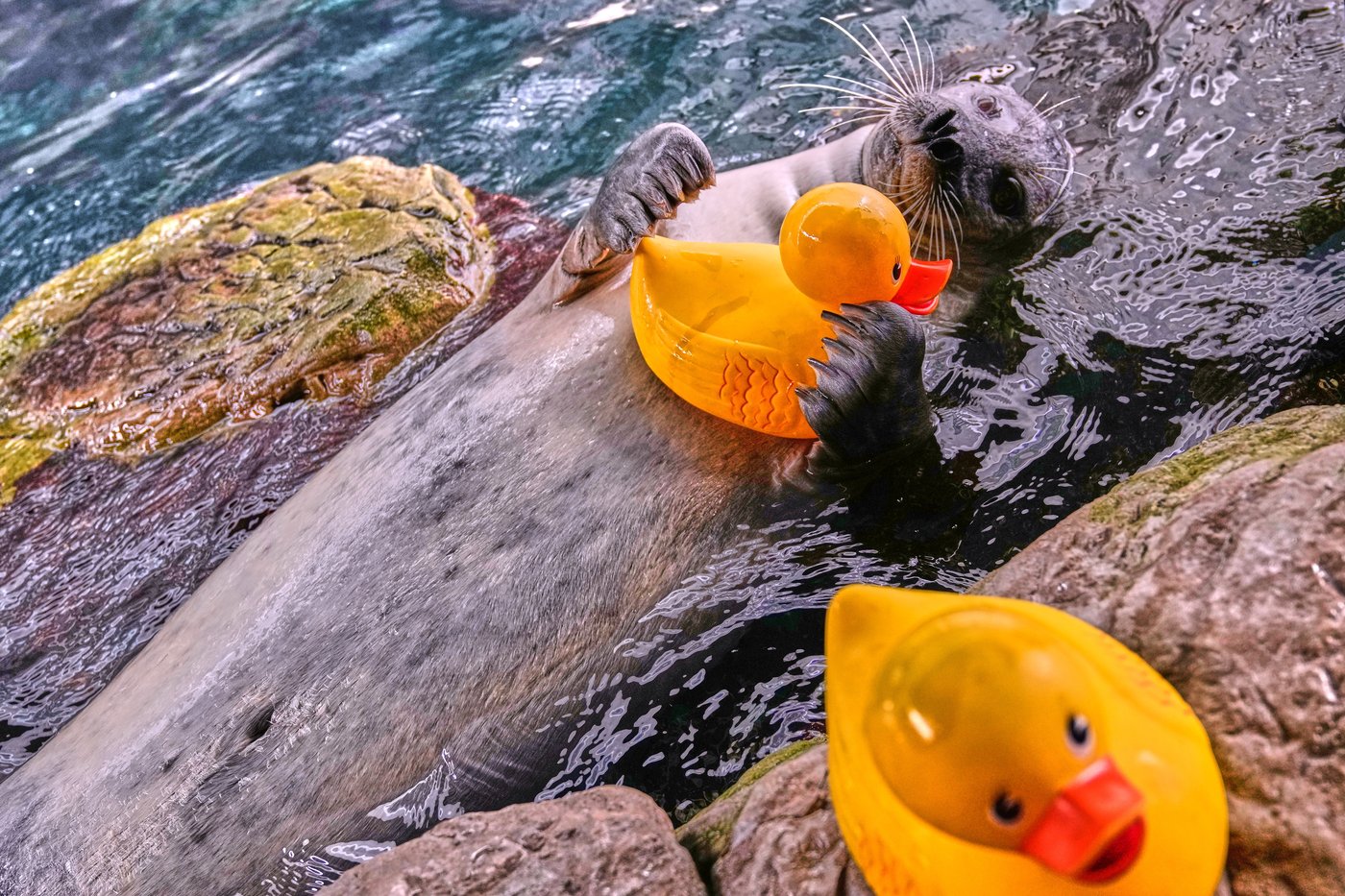 Reggae the seal uses rubber ducks for daily enrichment training at Boston aquarium | iNFOnews.ca