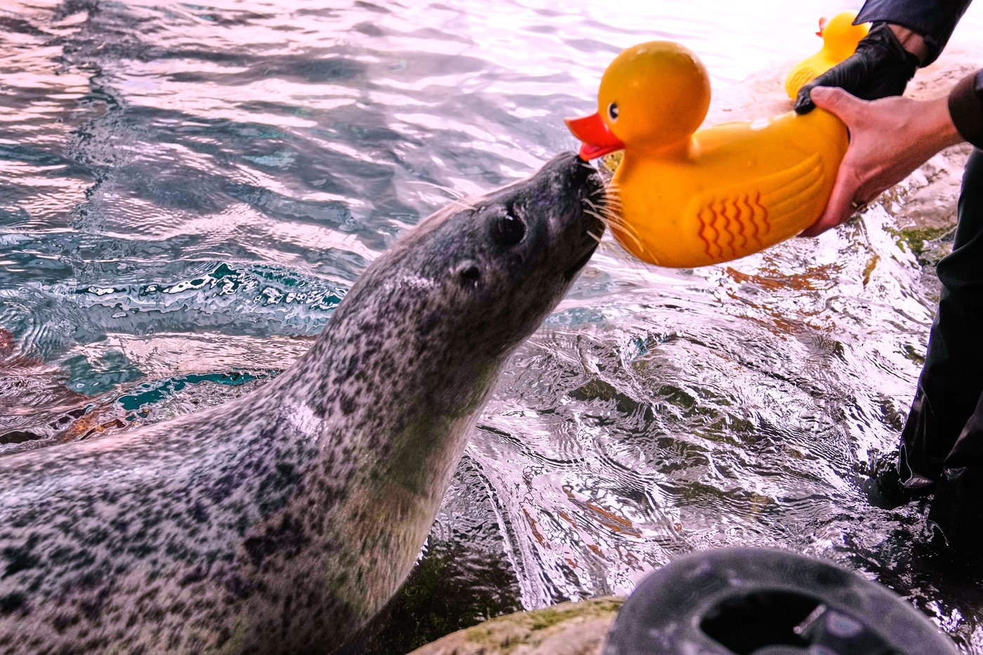 Reggae the seal uses rubber ducks for daily enrichment training at Boston aquarium | iNFOnews.ca