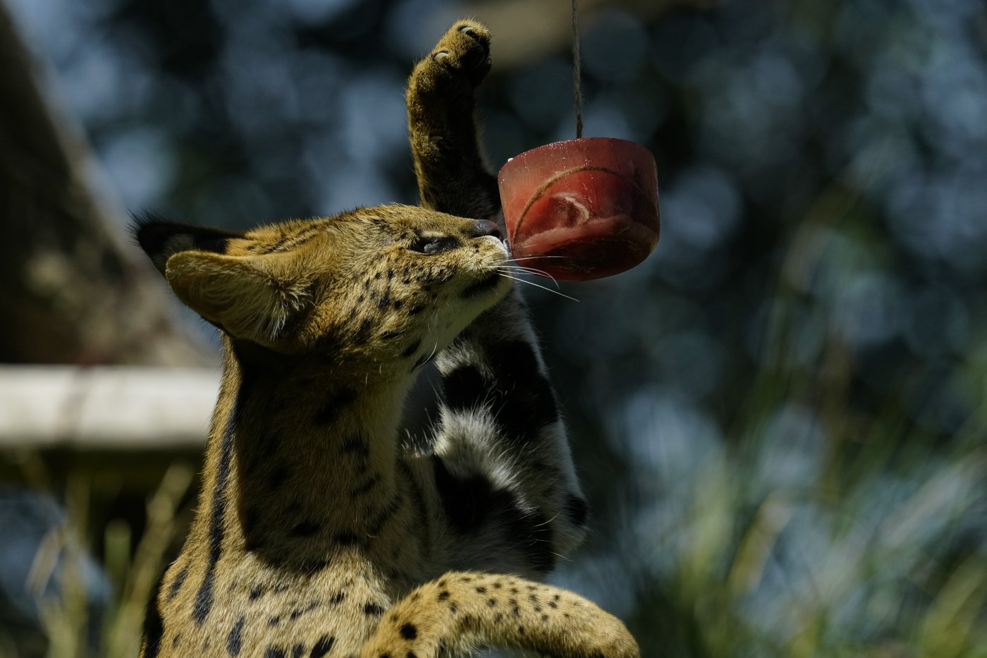 B.C. banning exotic cat ownership, citing public safety and animal welfare | iNFOnews.ca