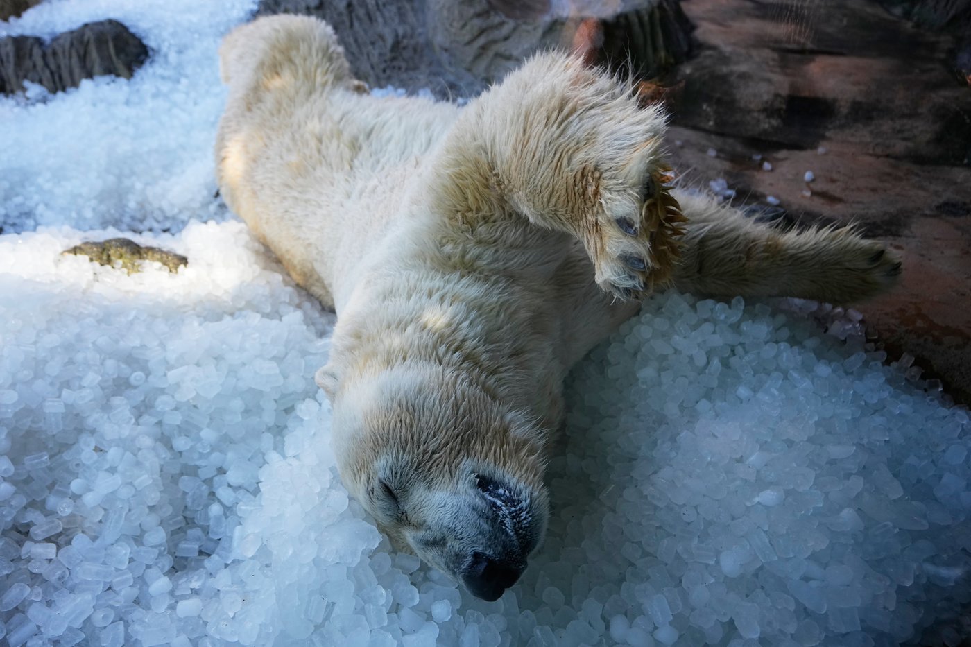 Prague zoo keeps polar bears cool with ice cubes as European summer heatwave hits | iNFOnews.ca