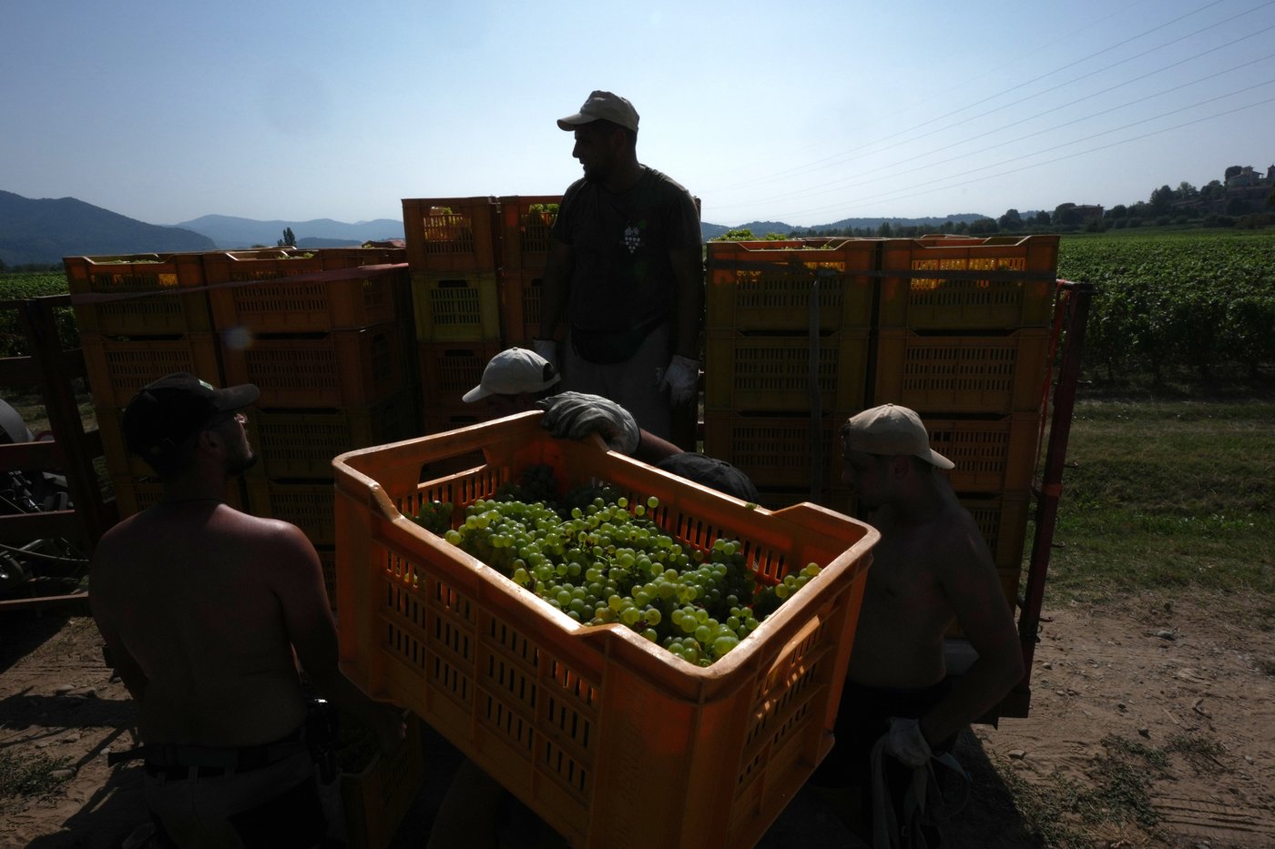 Italy Early Wine Harvest Photo Gallery | iNFOnews.ca