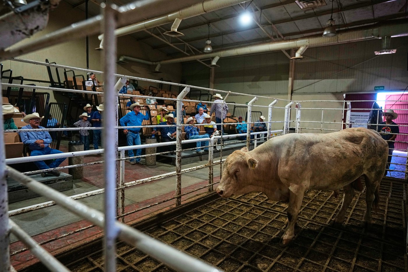Mexico’s ranchers look north to the US as screwworm ban nears end, in photos | iNFOnews.ca
