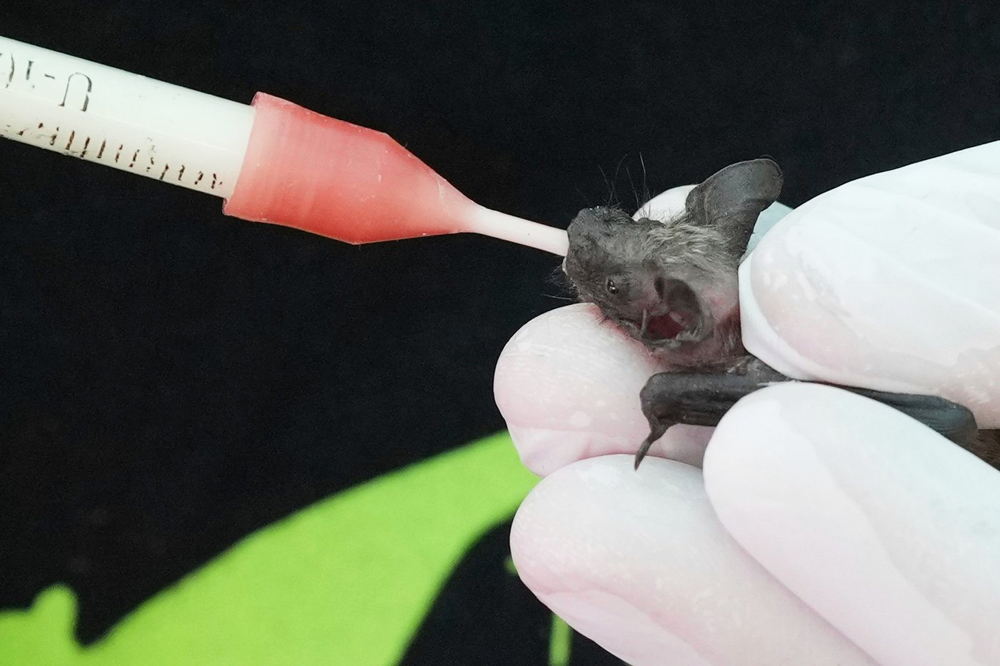 Volunteers work to protect displaced bats at an Italian Bat Conservation, in photos | iNFOnews.ca