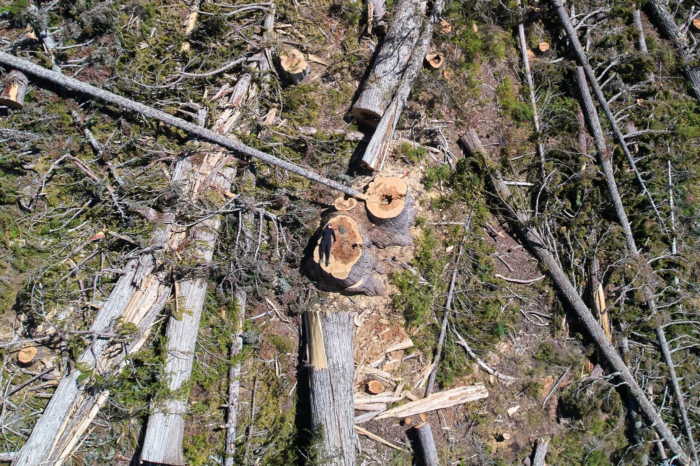British Columbia is logging its last old growth. Protesters are sleeping in the road to stop it | iNFOnews.ca British Columbia is logging its last old growth. Protesters are sleeping in the road to stop it | iNFOnews.ca