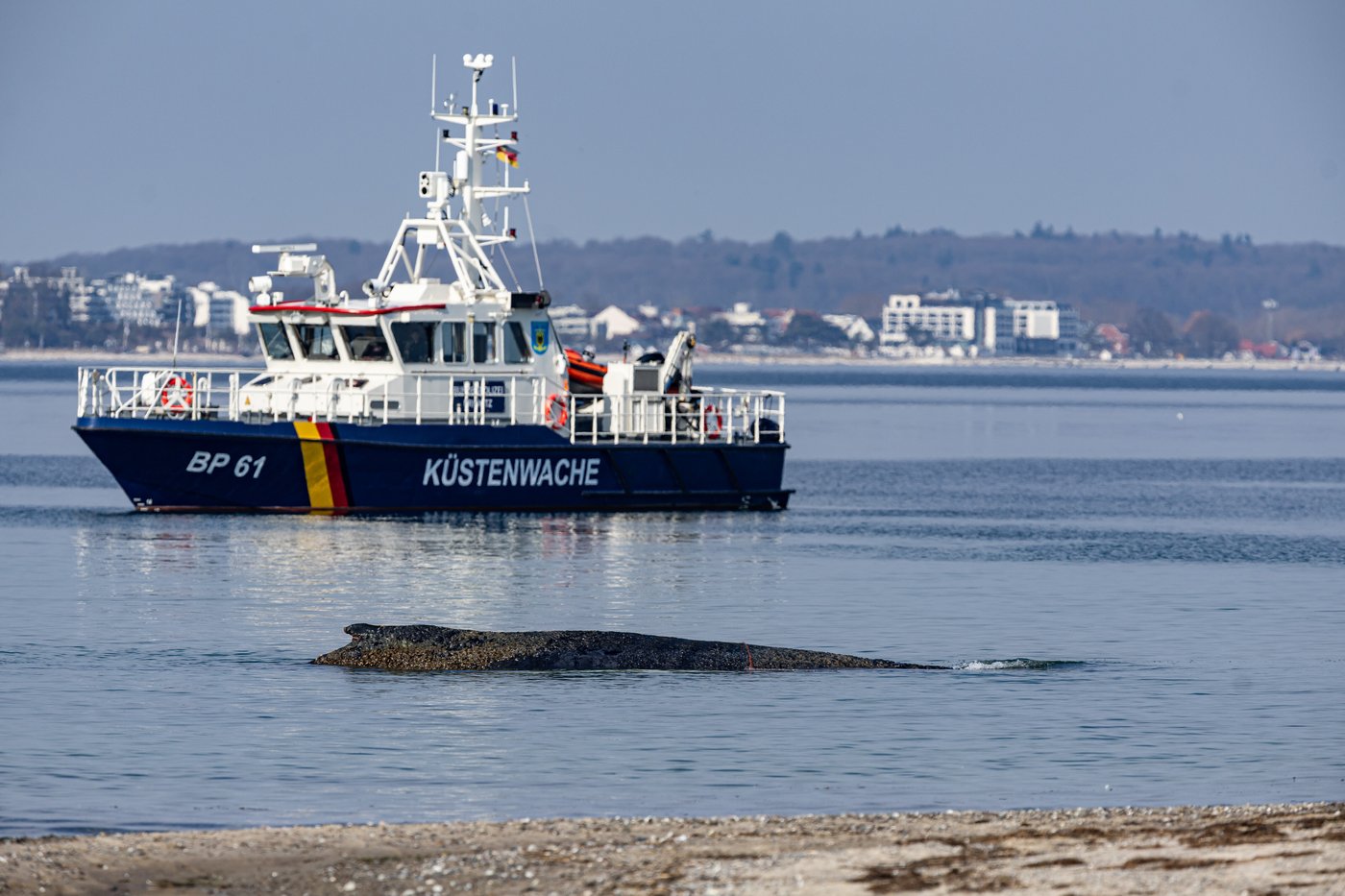 Rescuers try to refloat a stranded humpback whale in Germany’s Baltic Sea | iNFOnews.ca