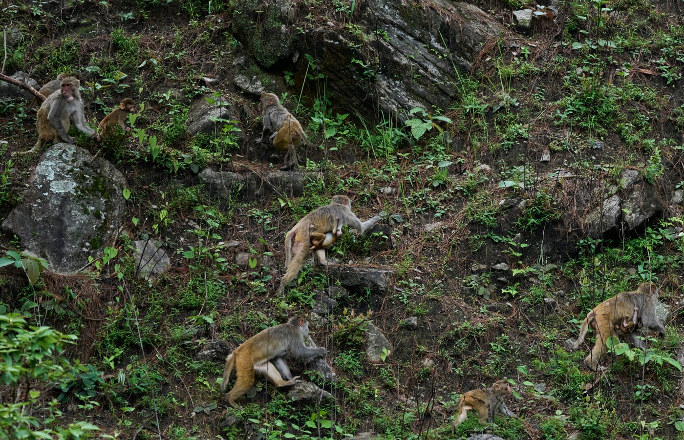 PHOTO ESSAY: Crop-raiding monkeys threaten Nepal's farming communities | iNFOnews.ca