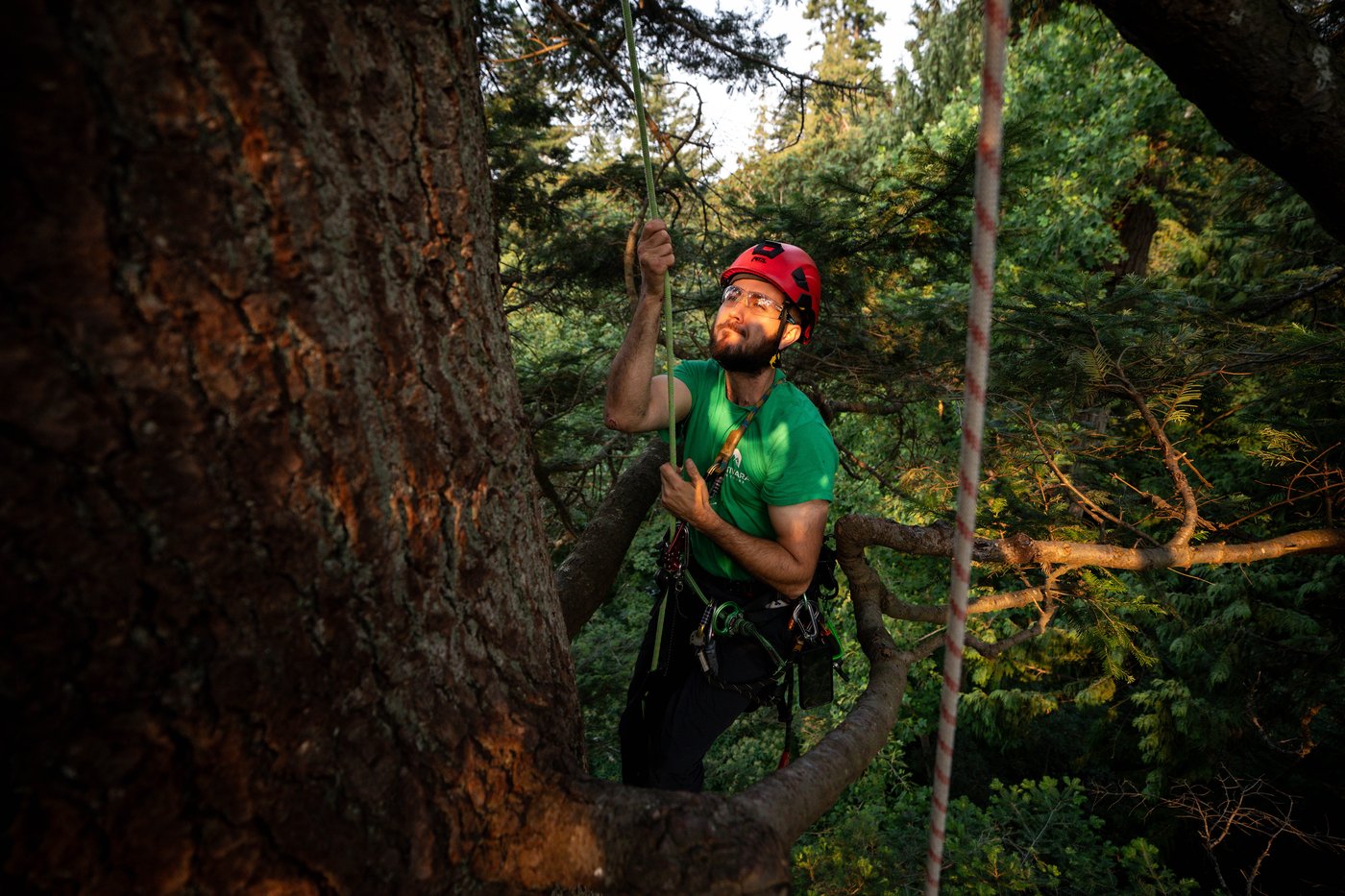 Take a bough: Climbing takes relationship with B.C.'s trees to the next level | iNFOnews.ca Take a bough: Climbing takes relationship with B.C.'s trees to the next level | iNFOnews.ca