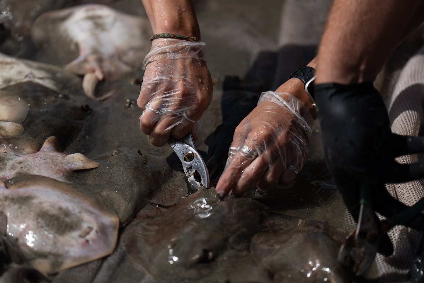 Catching stingrays and treating their victims on Southern California beaches, in photos | iNFOnews.ca