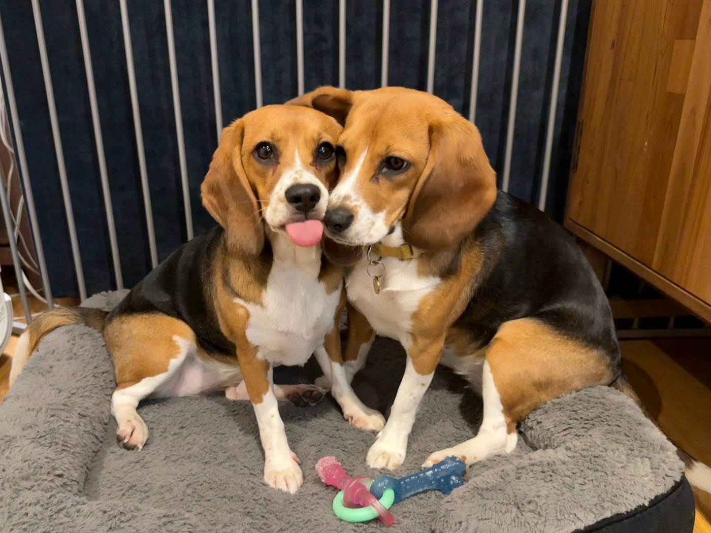 Gene-edited beagles may offer a future option for people with dog allergies | iNFOnews.ca Gene-edited beagles may offer a future option for people with dog allergies | iNFOnews.ca