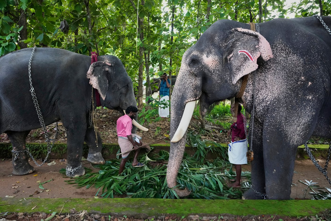 Robotic elephants are replacing live ones at Kerala temple festivals, in photos | iNFOnews.ca