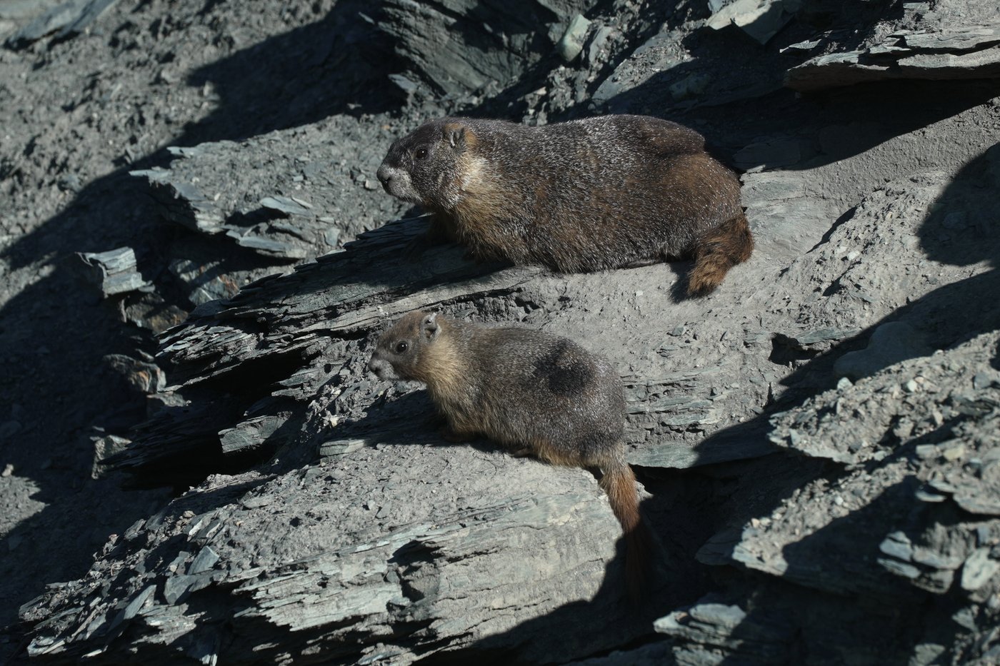Move over bears. Fat Marmot Week puts a spotlight on the alpine rodents | iNFOnews.ca Move over bears. Fat Marmot Week puts a spotlight on the alpine rodents | iNFOnews.ca