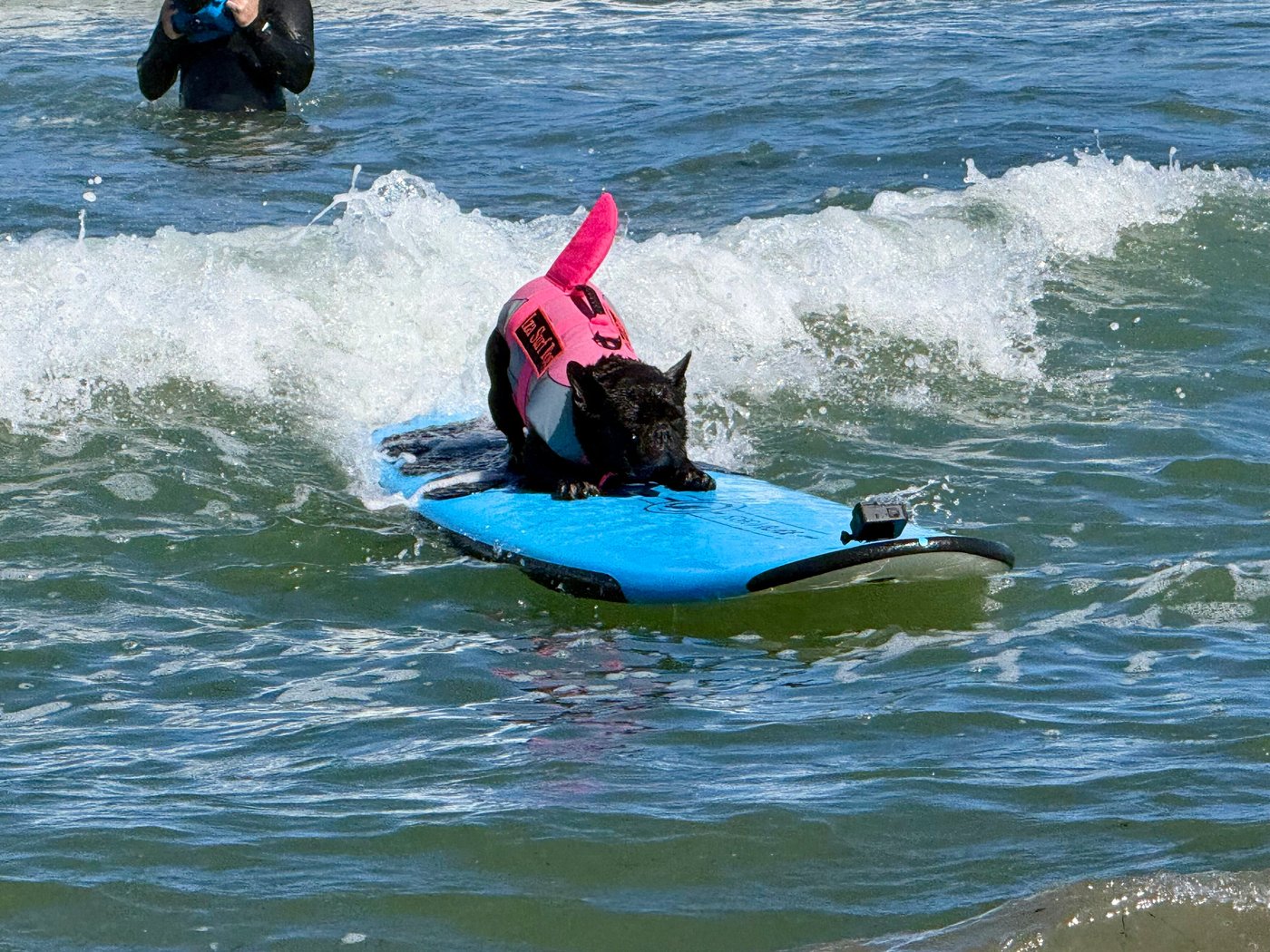 Top dogs ride waves at annual World Dog Surfing Championships | iNFOnews.ca Top dogs ride waves at annual World Dog Surfing Championships | iNFOnews.ca
