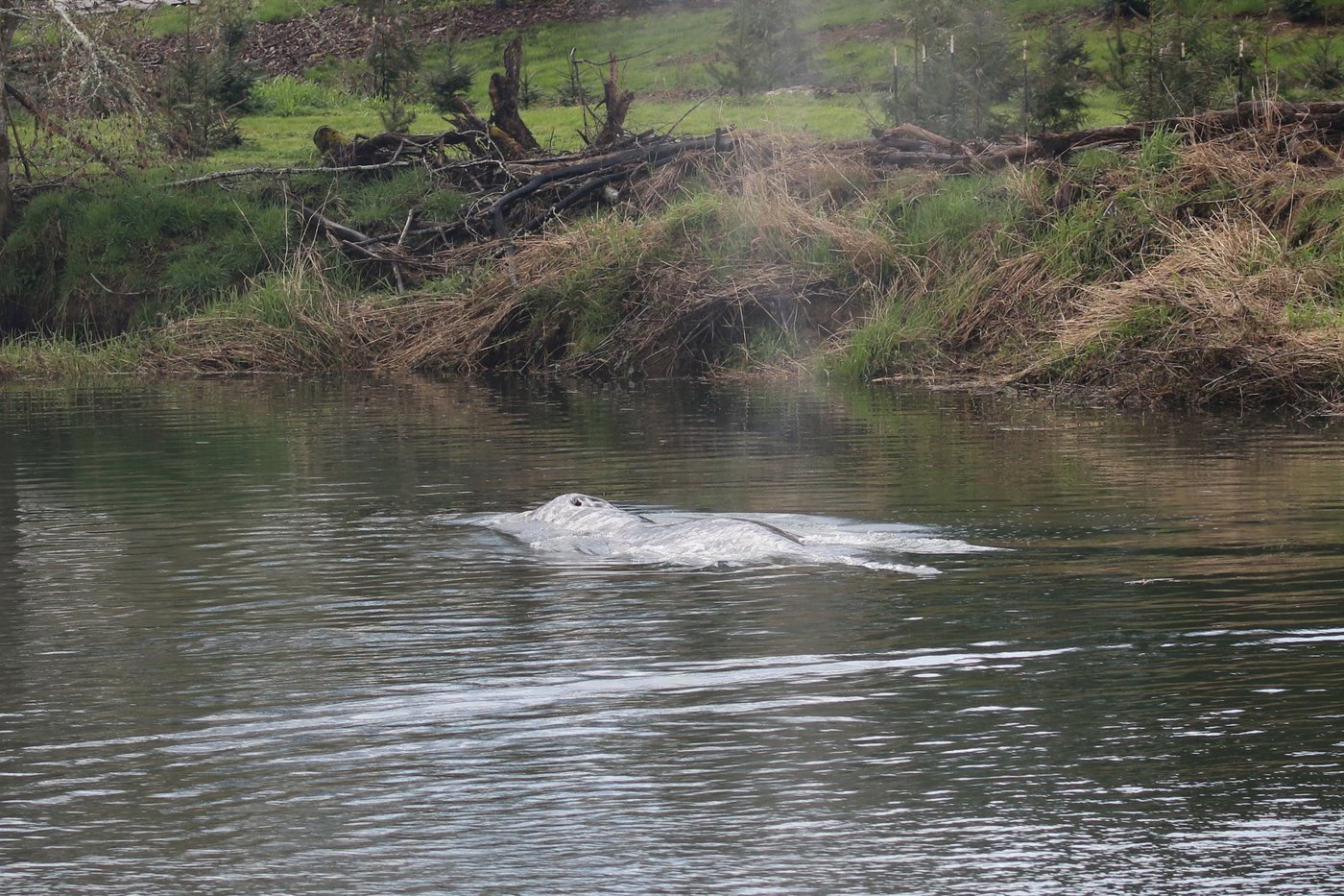 A gray whale that swam 20 miles up a Washington state river is found dead | iNFOnews.ca