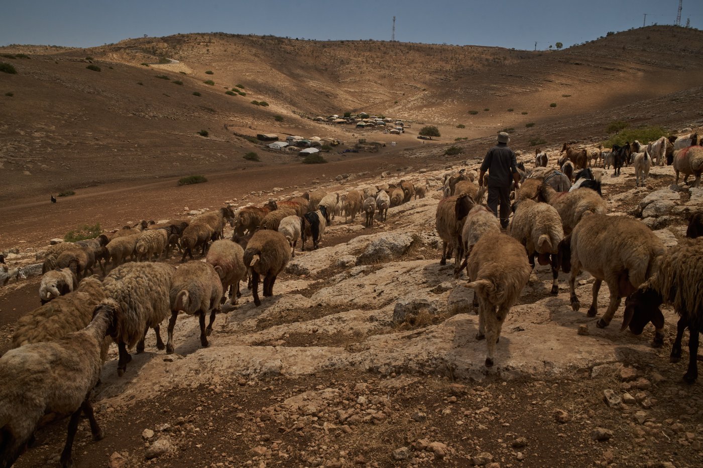 PHOTO ESSAY: Palestinian shepherds endure life alongside Israeli settler outposts | iNFOnews.ca