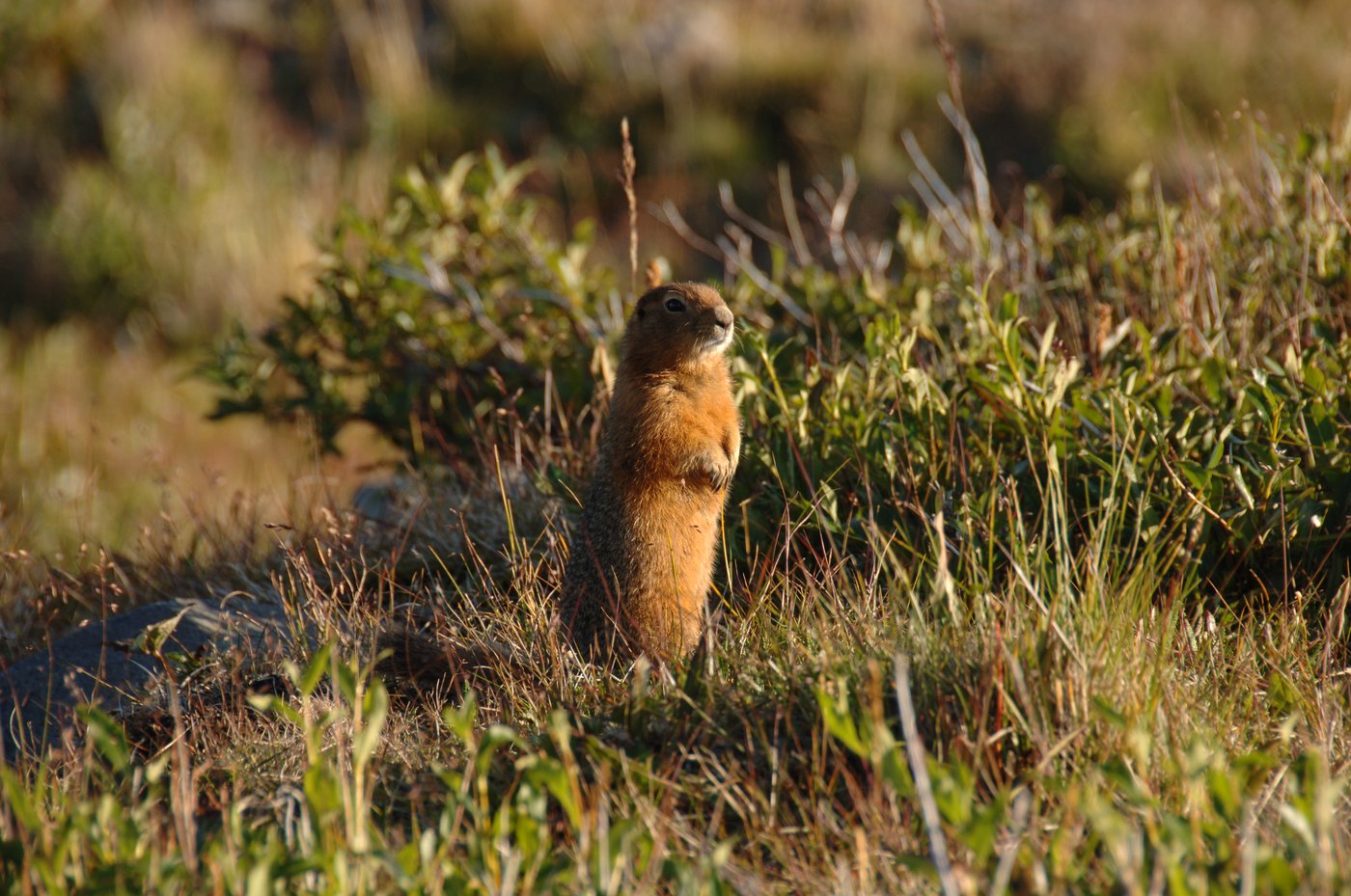 Ancient squirrel feces a 'time capsule,' smelling as fresh as 700,000 years ago | iNFOnews.ca Ancient squirrel feces a 'time capsule,' smelling as fresh as 700,000 years ago | iNFOnews.ca