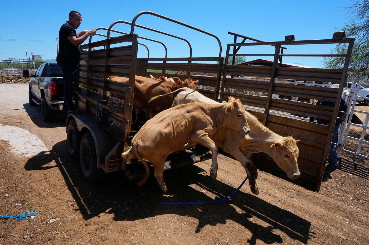 Mexico’s ranchers look north to the US as screwworm ban nears end, in photos | iNFOnews.ca