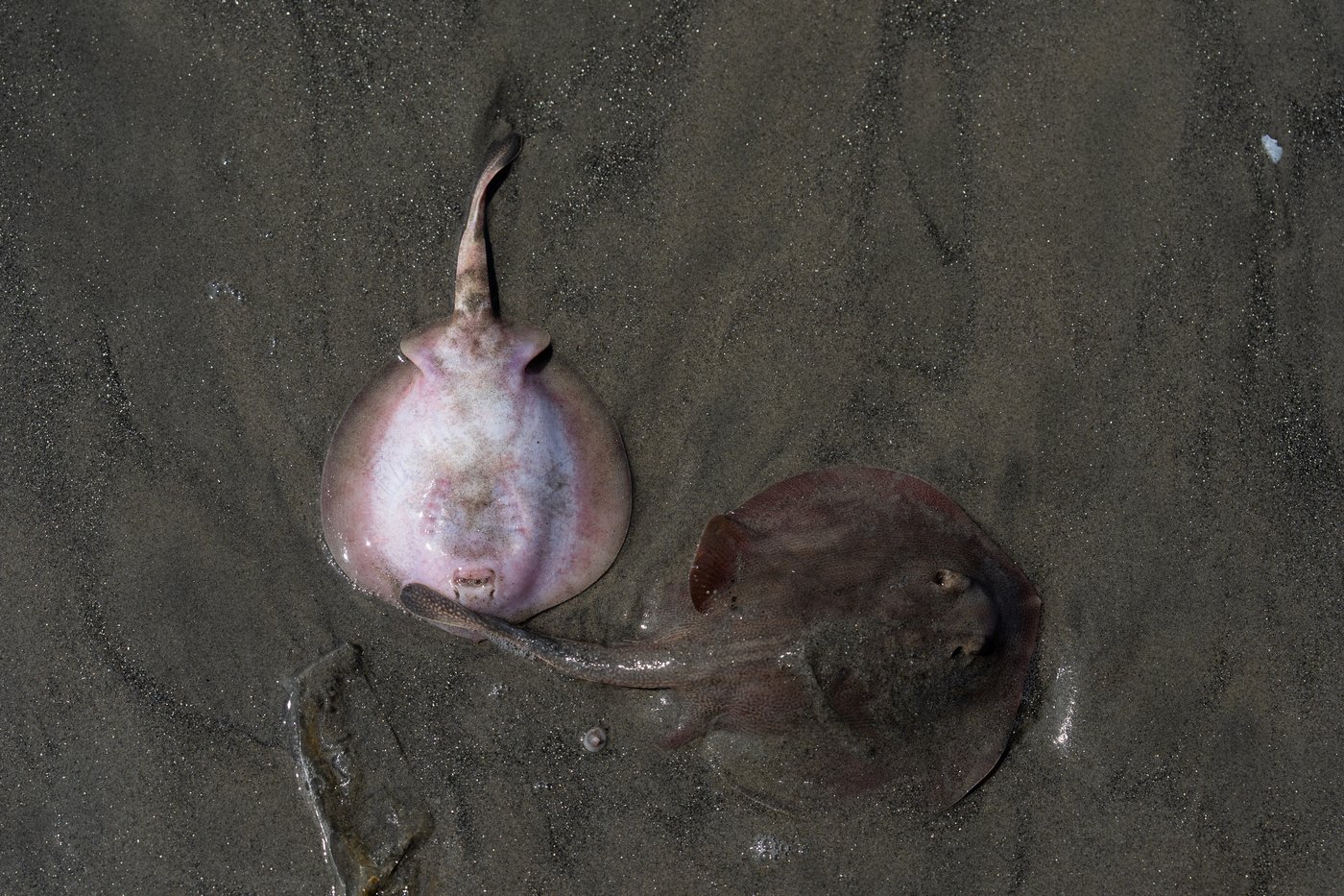 Catching stingrays and treating their victims on Southern California beaches, in photos | iNFOnews.ca