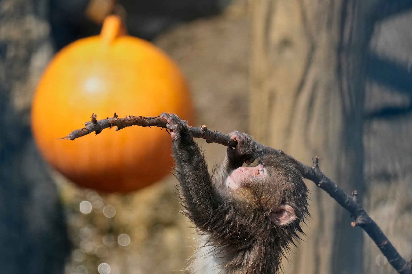 Japan's monkey sensation Punch gets thousands of birthday messages as he turns 1 on Sunday | iNFOnews.ca Japan's monkey sensation Punch gets thousands of birthday messages as he turns 1 on Sunday | iNFOnews.ca